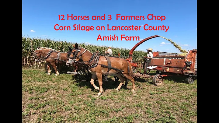 Amish Farmers Chopping Corn Silage With 12 Horses in Lancaster County, Pennsylvania