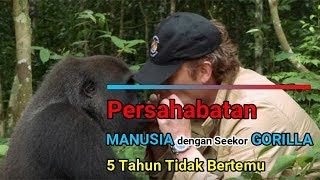 Pertemuan yang MENGHARUKAN,, Persahabatan MANUSIA dengan seekor GORILLA setelah 5 tahun berpisah!!