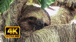 Three-toed Sloth - The Slowest Mammal On Earth 🦥 - Costa Rica 🐵, 4K