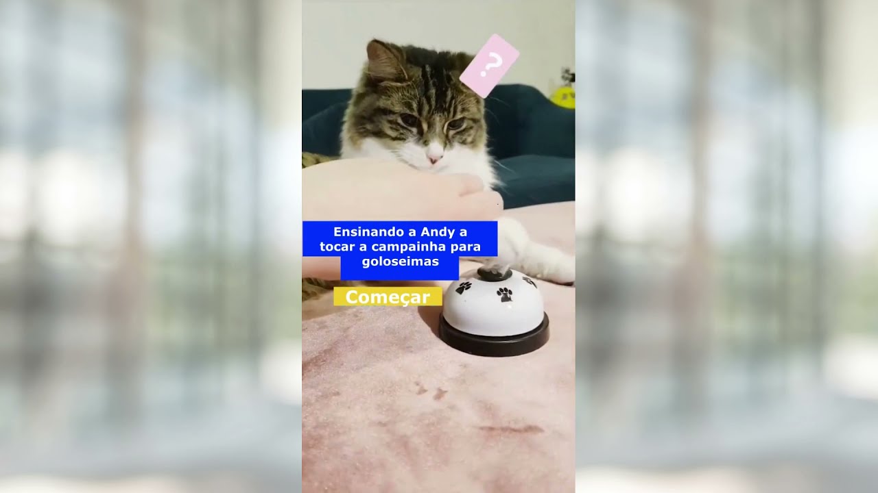 VÍDEO: gato esperto aprende a usar a campainha para entrar em casa