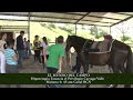 Invitación Hipoterapia Estancia el Privilegio Cartago Valle  Campo  Mundo del Campo