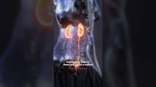 Your Kidneys Filter 50 Gallons Of Blood Daily