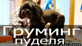 Груминг пуделя, стрижка пуделя видео, стрижка пуделя под машинку(http://blog.thezoo.ru/ Груминг пуделя. Смотрите! Один из вариантов стрижки пуделя под машинку. груминг пуделя, грумин..., 2013-09-24T14:19:45.000Z)