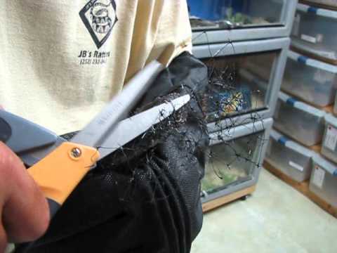 reptile education programs near me Black Snake Tangled In Netting