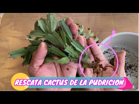 Video: Cactus navideño fláccido: ¿Qué causa las ramas marchitas o fláccidas del cactus navideño?
