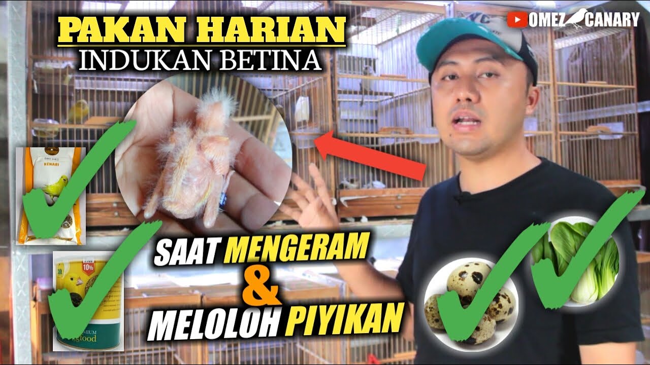 Settingan Pakan & EF indukan kenari saat meloloh piyikan dan mengeram