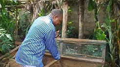 Élevage des escargots au Cameroun par le C H M