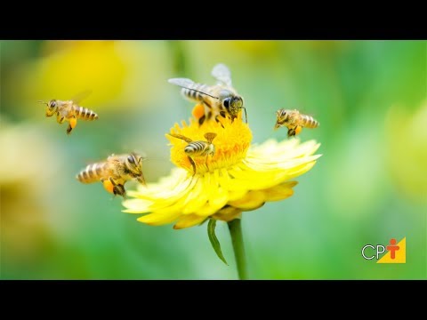 Clique e veja o vídeo Curso Produção de Polén e Geleia Real