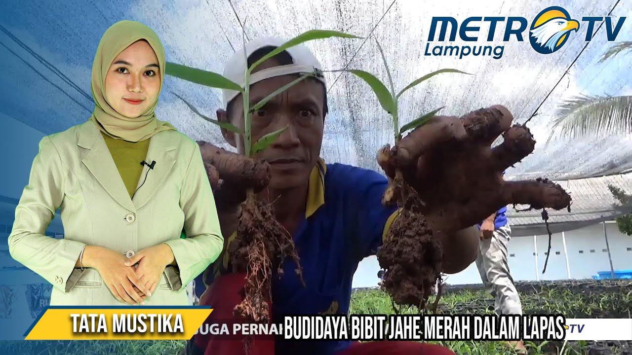Budidaya Bibit Jahe Merah Dalam Lapas 