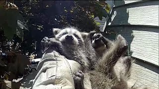 Toronto wildlife centre wants bylaws against use of "death traps"