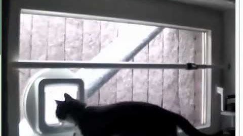 Two Happy Cats using their SureFlap Microchip Cat Flap