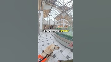 How My Guide Dog Navigates Obstacles At The Mall 🦮🛍️ #insta360 #blind #guidedog  #servicedog