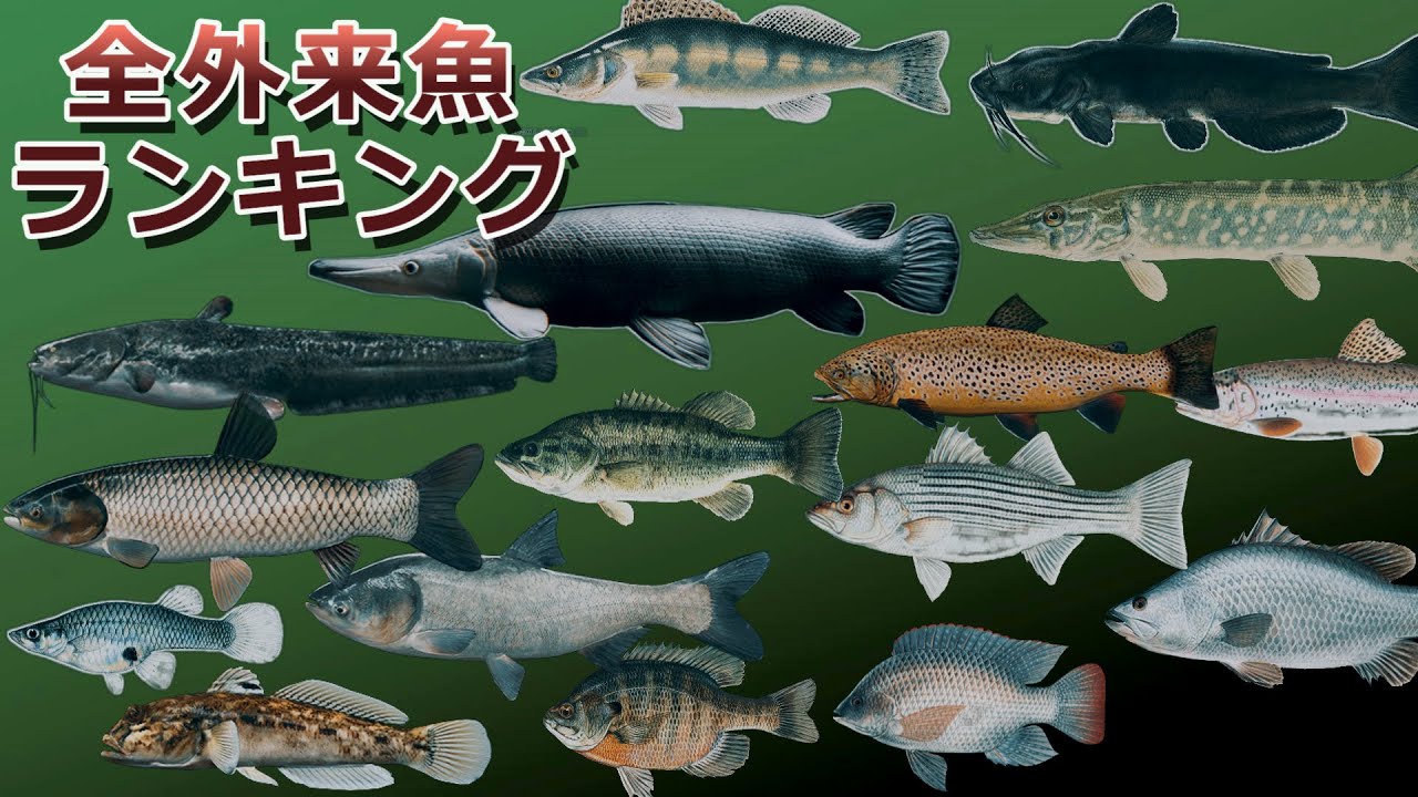 魚図鑑魚大図鑑違い: 川の魚図鑑一覧 – THYAJ