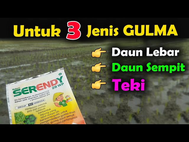 Penyemprotan OBAT RUMPUT Di Tanaman Padi class=