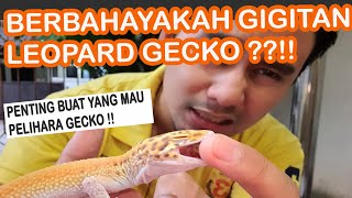 Gigitan Leopard Gecko | Pemula Perlu Tau!