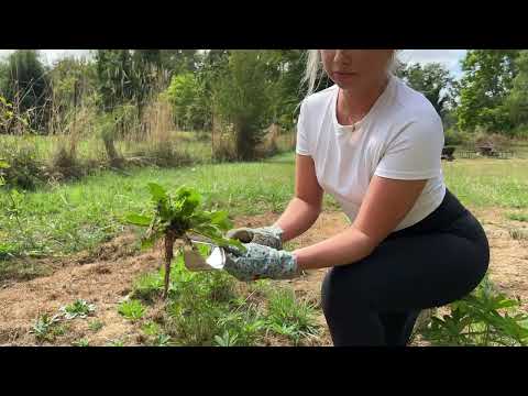 Grampa's Hand Weeder Tool - Easy to Use Weed Puller Tool for Garden - Remove Weeds & Their Roots.