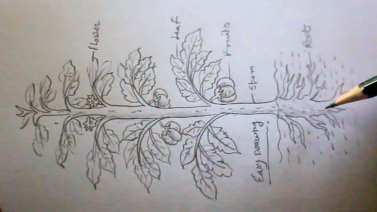 How TO Draw a tomato plant step by step/tomato plant drawing - YouTube