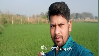 दोस्तों हमारे धान की खेती