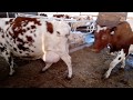 Экскурсия по нашей молочной ферме