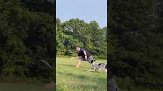 Fun freestyle disc dog trick throws with our rescue cattle dog Mavis! #dogshorts #frisbeedog #wow