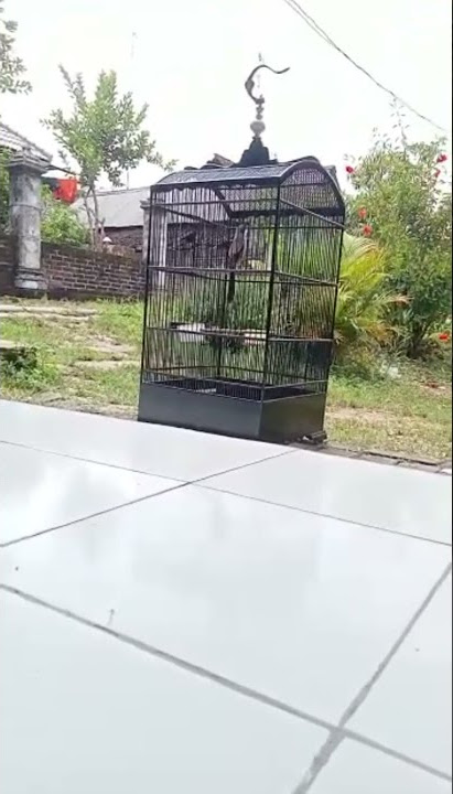 Cendet GACOR!!!! Isian Lovebird Sambung Kunti Bikin EMOSI!!!!