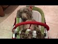 Dog falls asleep in baby balance chair