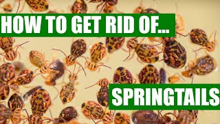 How To Get Rid Of Springtails Guaranteed ( 3 Easy Steps )