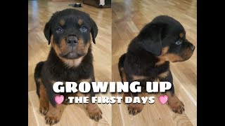 New Rottweiler Puppy: What Happens When an 8 Week Old Comes Home? [1080p]