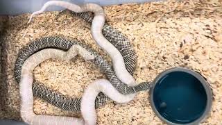 Kingsnake Has A Hankerin, For Some Spankerin... by Cold Blood Creations 576 views 2 weeks ago 14 seconds