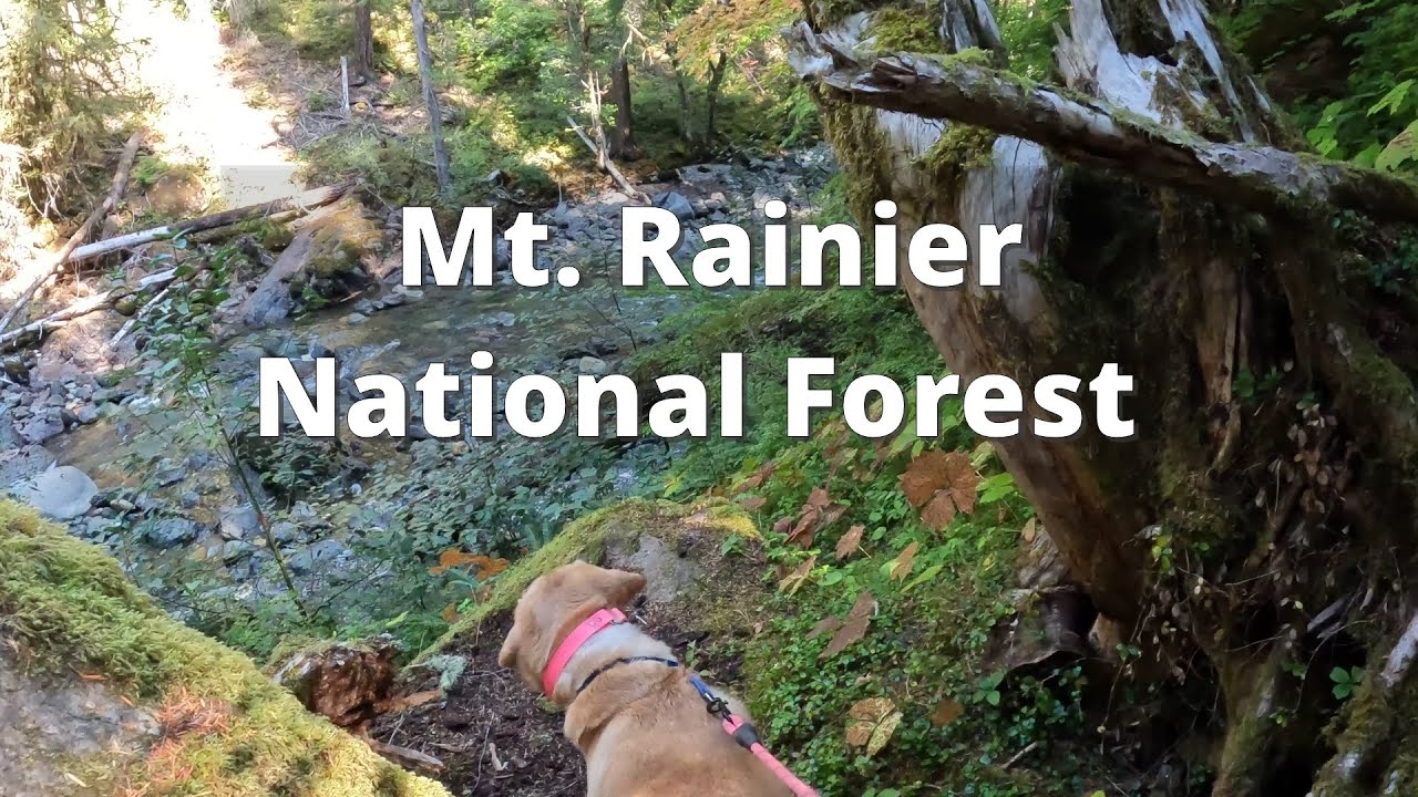 Mt. Rainier National Park - Ohanapecosh Campground