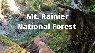 Mt. Rainier National Park - Ohanapecosh Campground