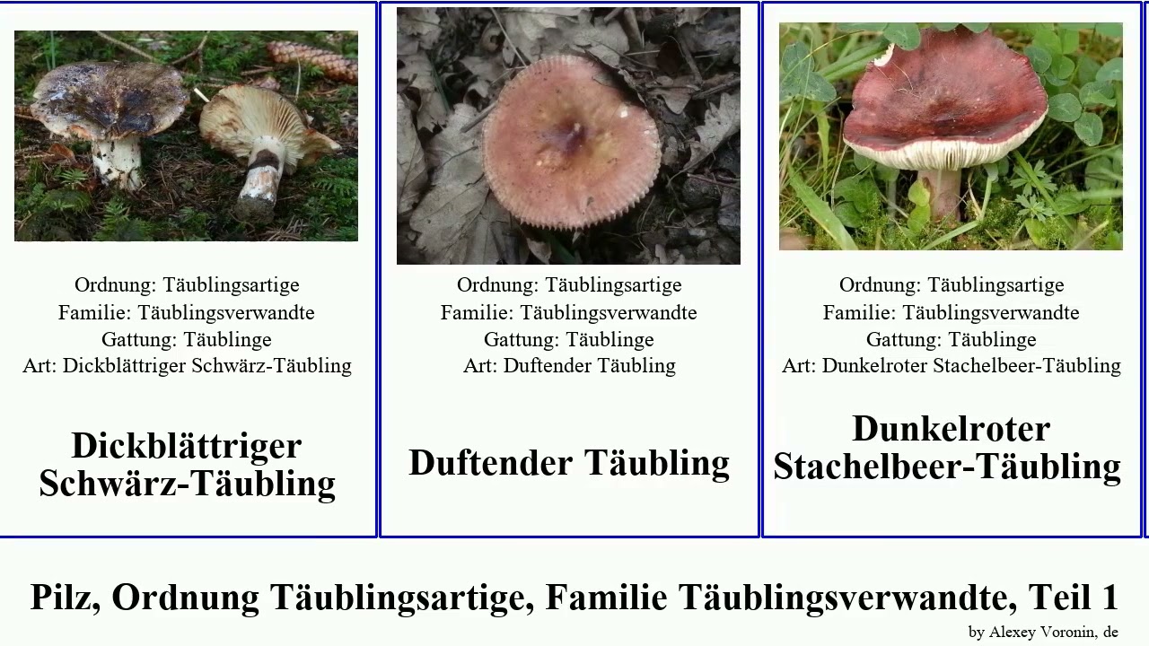 Pilz, Ordnung Täublingsartige, Familie Täublingsverwandte, Teil 1 milchling blasser fungus Dunkler