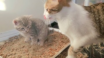 Little Kitten using litter box first time