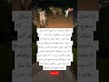 إذا لحقك تمساح ف إجري أمامه بشكل متعرج فلن يستطيع أن ينال منك أذا لحقك كلب فقف مكانك