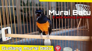 Burung murai prestasi harga 8 juta