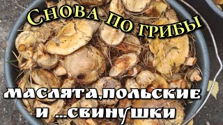 Маслята,польские и...свинушки.Грибы свинушки съедобные? #славянскаяua #грибы #маслята #польский