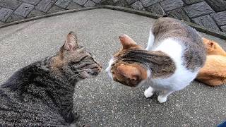 雨上がりの公園に行ったら何か野良猫が集まってきた