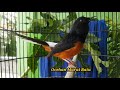 Murai Batu Bisu Ngeriwik Coba Pancing Dengan Suara Murai Batu Bongkar Isian Satu Ini Mp3 - Mp4 Download
