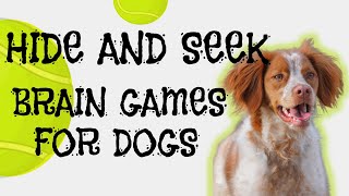 Brain Game for Dogs - Teaching Hide and Seek