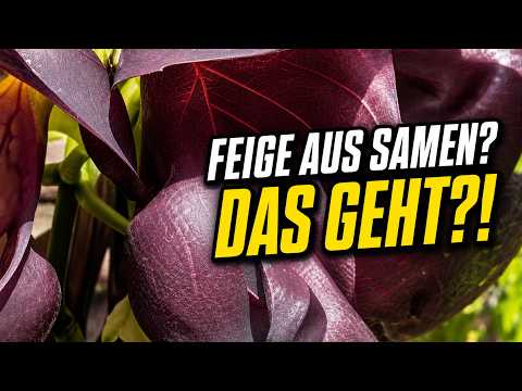 Feige sät sich selbst aus – geht das? Eukalyptus lebt weiter