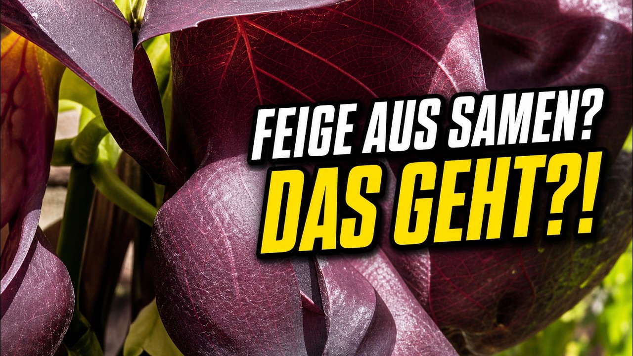 Feige sät sich selbst aus – geht das? Eukalyptus lebt weiter