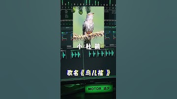 Tiếng Chim 🐦 Hót Theo Kiểu Dj