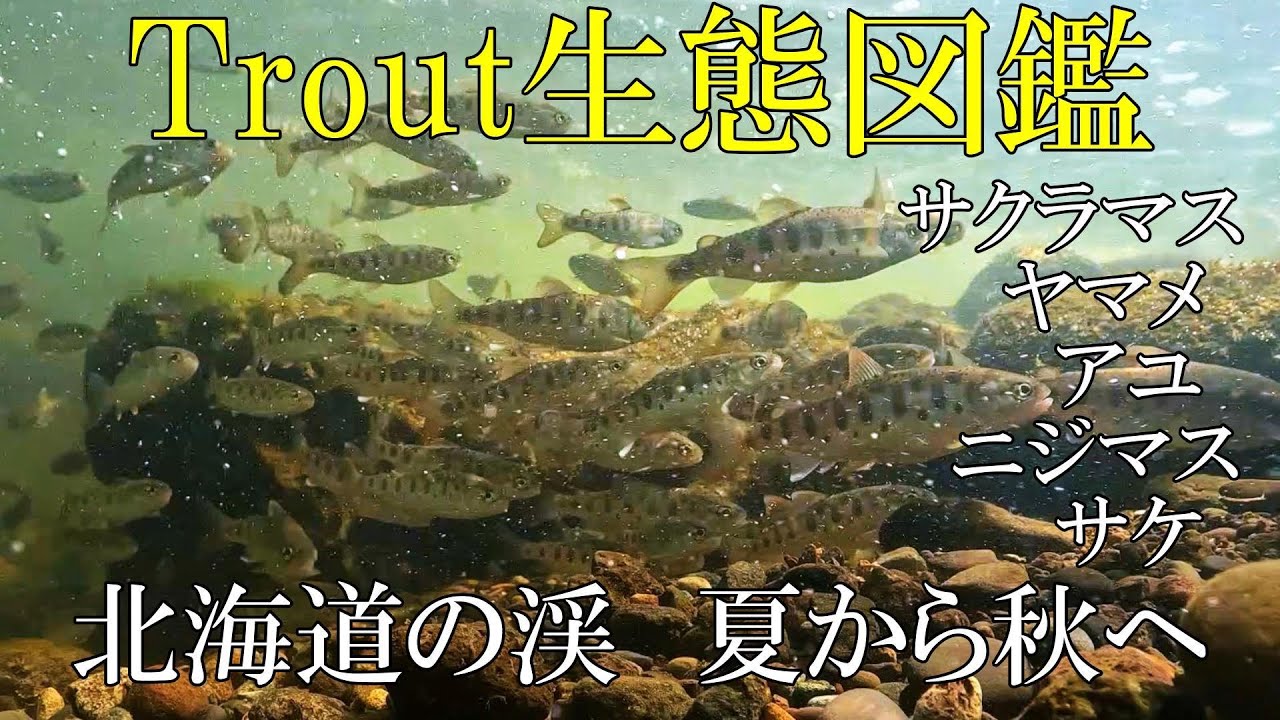 Trout生態図鑑　北海道の渓　夏から秋へ　＃サクラマス　＃さくらます　＃桜鱒　#トラウト　＃ヤマメ　＃ニジマス　＃サケ　＃鮭　＃アメマス