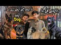 Rawalpindi Biggest Dog Market | Best Offer On Dogs Puppies | Shahzain Animals Vlogs