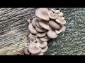 เก็บเห็ดนางรมสวยๆๆหน้าร้อนเดนร์มาค# oyster mushrooms.22/7/21.