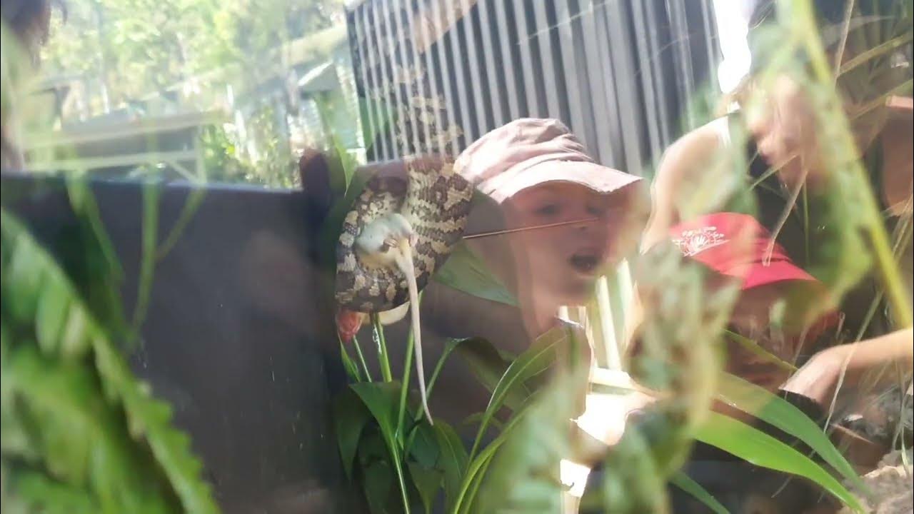 Carpet Python eating Rat at David Fleay Wildlife Park (WARNING ...