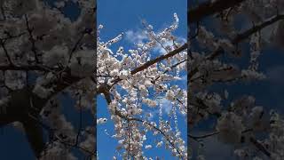 Абрикос Цветет В Саду На Даче #Дача #Цветы #Абрикос #Flower #Flowering #Garden #Gardening #Весна