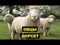 Разведение овец породы Дорсет как бизнес идея | Овцеводство | Овцы Дорсет