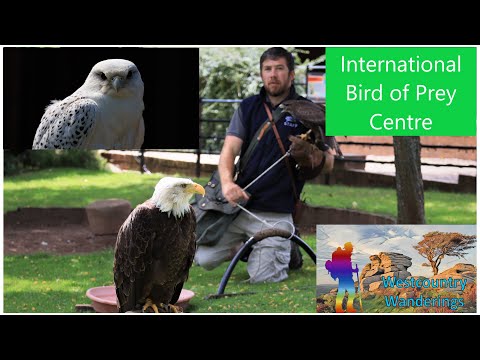 International Centre for Birds of Prey - Wikipedia