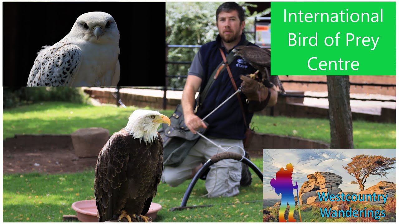 Who we are  National Bird of Prey Centre